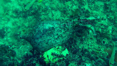 A sea snail, if you can see him.
