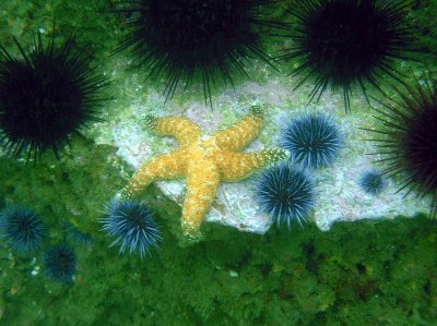 Long Point: Star fish and urchins.