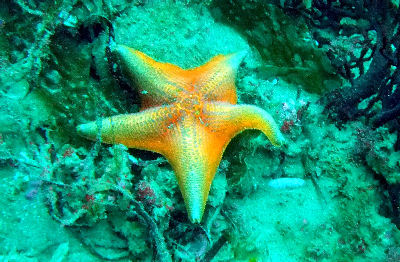 Orange Starfish.