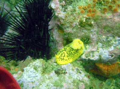 A yellow blog on a Long Point Reef