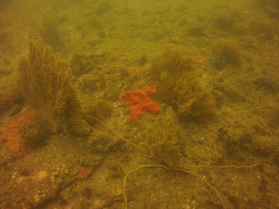 An orange blob Off Of Terranea Resort