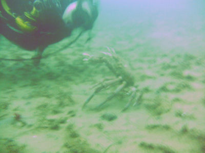 A crab defends himself from TwinDuct