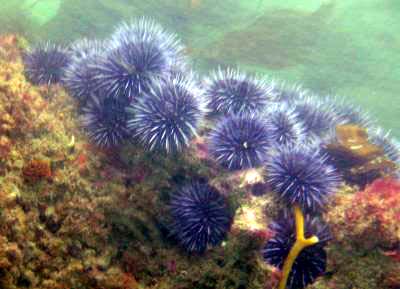 Sea Urchins.