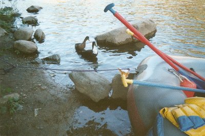 Ducks disturb our lunch.
