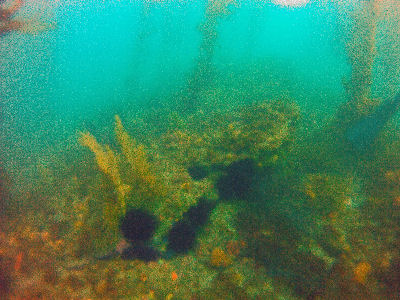 Reef off of Terranea.