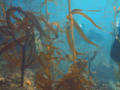 Diving through kelp.