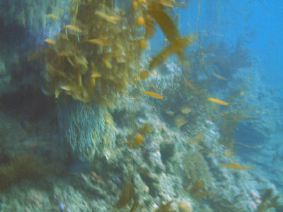 Reef at Terranea Resort.