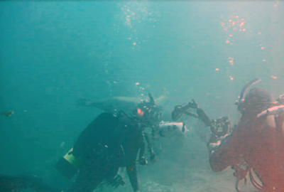 The vicious Sea Lions photo bombed other divers.