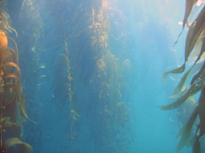 I swam through the kelp forest.
