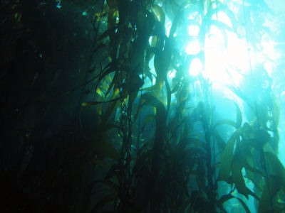 Kelp Forest Off Of Santa Barbara Island