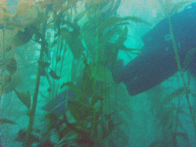 Diving off of Terranea Resort.