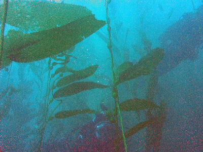 Diving off of Terranea Resort.