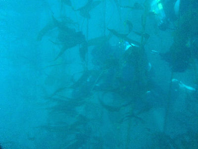 A diver in the kelp.