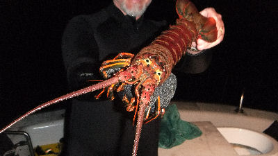 A huge lobster.