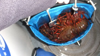 Mirek's bag full of lobsters.