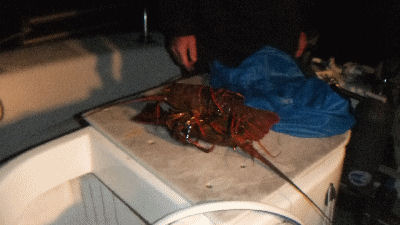 Lobster 69.