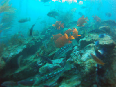 Terranea Resort Reef.