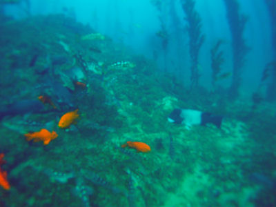 Terranea Resort Reef.