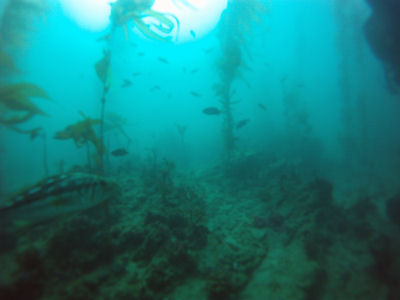 Diving off of Terranea Resort