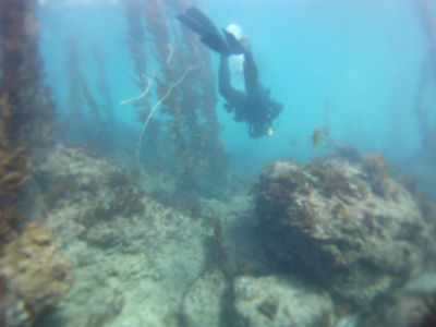 Diving off of Terranea Resort