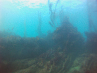 Reef at White Point