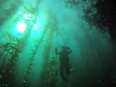 Kelp forest.