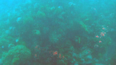 Part of a reef at Terranea Resort