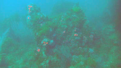 Part of a reef at Terranea Resort