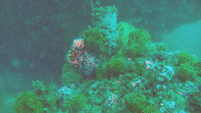Another reef