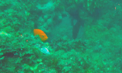 A Garabaldi in a reef