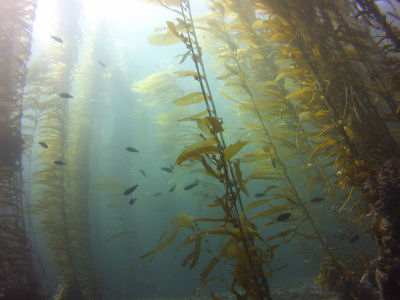 Kelp forest off of Sutil Island.