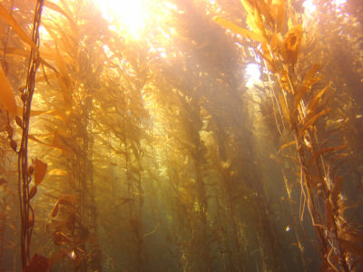 Sunshine through the kelp.