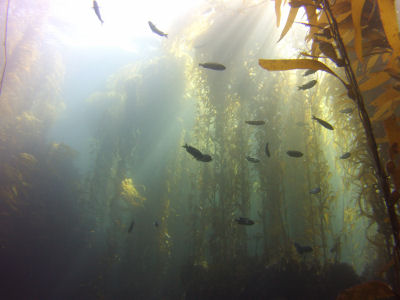 Fish in the kelp forest.