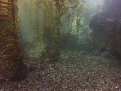 Reefs, kelp and fish