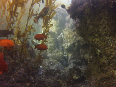 Garibaldi swim around the reefs off Sutil Island.