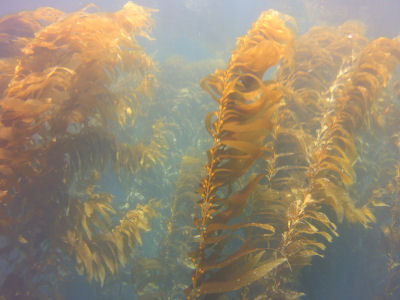 The South East Kelp Reef, Santa Barbara Island