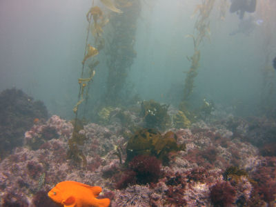 A Garibaldi off the South East Kelp Reef, Santa Barbara Island  