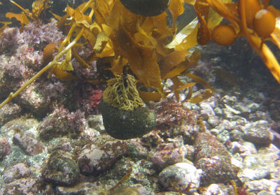 Kelp anchored to a floating rock.
