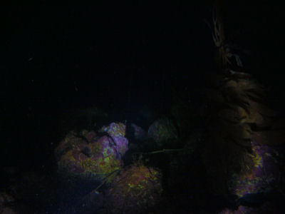 Night diving Sutil Island.