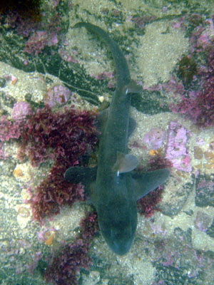 A horn shark patrols Malaga Cove.