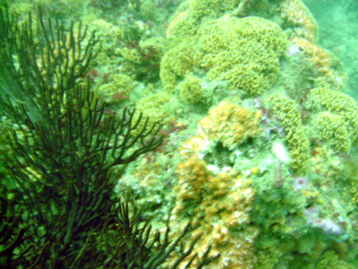 A reef off of Terranea Resort