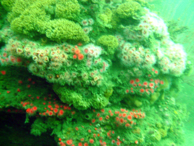 A reef infected with chicken pox