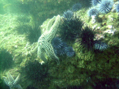 A starfish assaults a group of sea urchins.