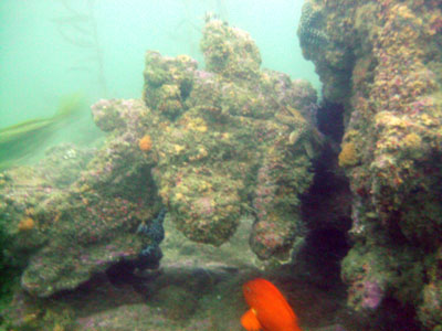 Every time I dive here, I always run across a reef formation that I've never seen before.