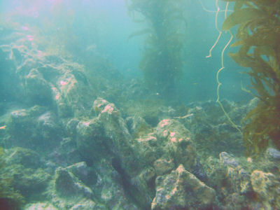 Reef structure off of Bird Rock.