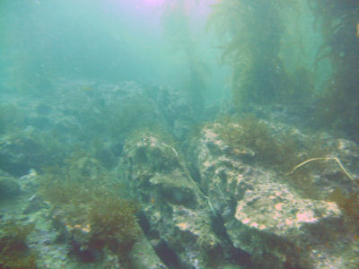 Reef structure off of Bird Rock.
