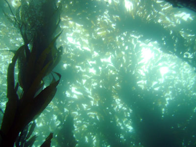 The thick kelp at 120 reef makes the dive almost as dark as night in some places.