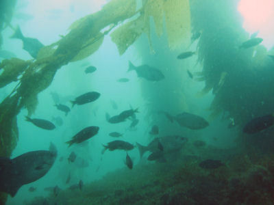 A swarm of fish off of Bird Rock.