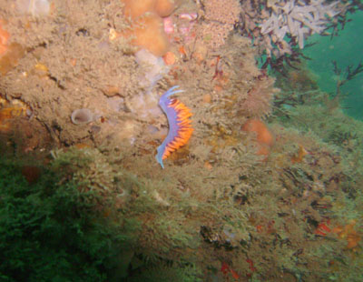 Oooh! Ahh! This dive's token picture of a Nudibrach!
