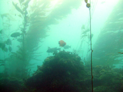At the edge of the 120 reef, the kelp thinned and the light got better.